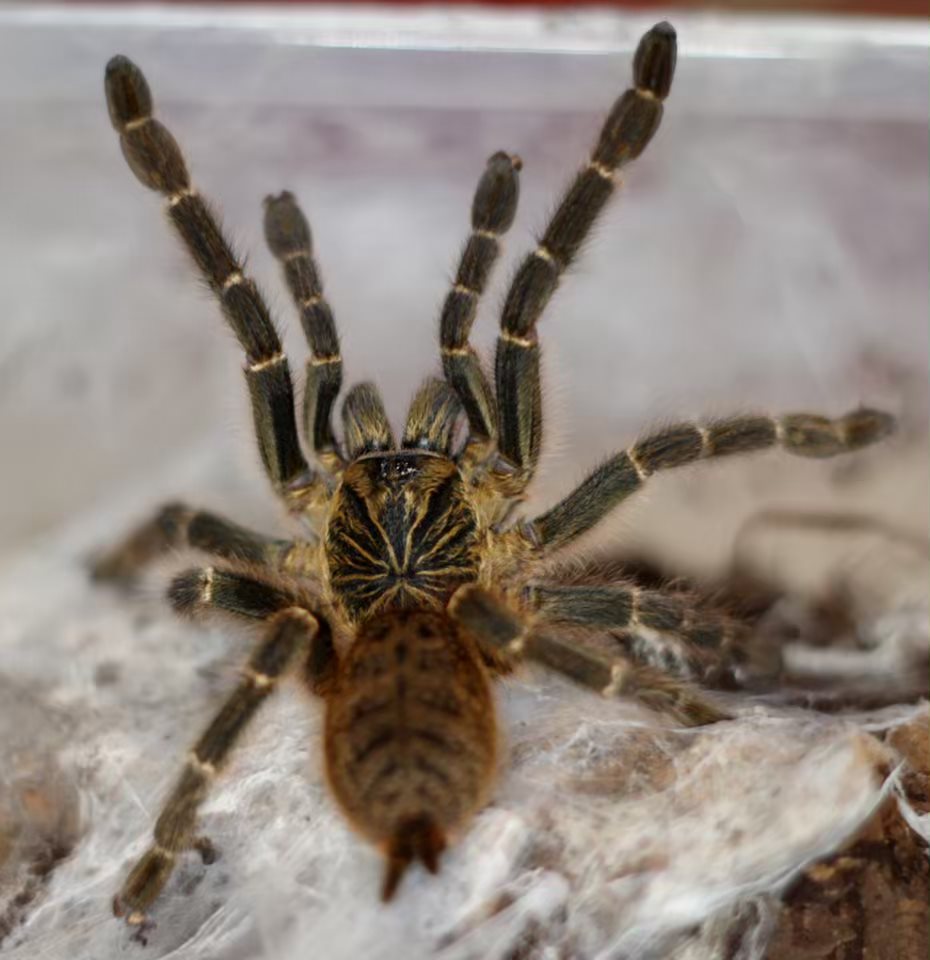 Pterinochilus murinus DCF 'Mikumi'