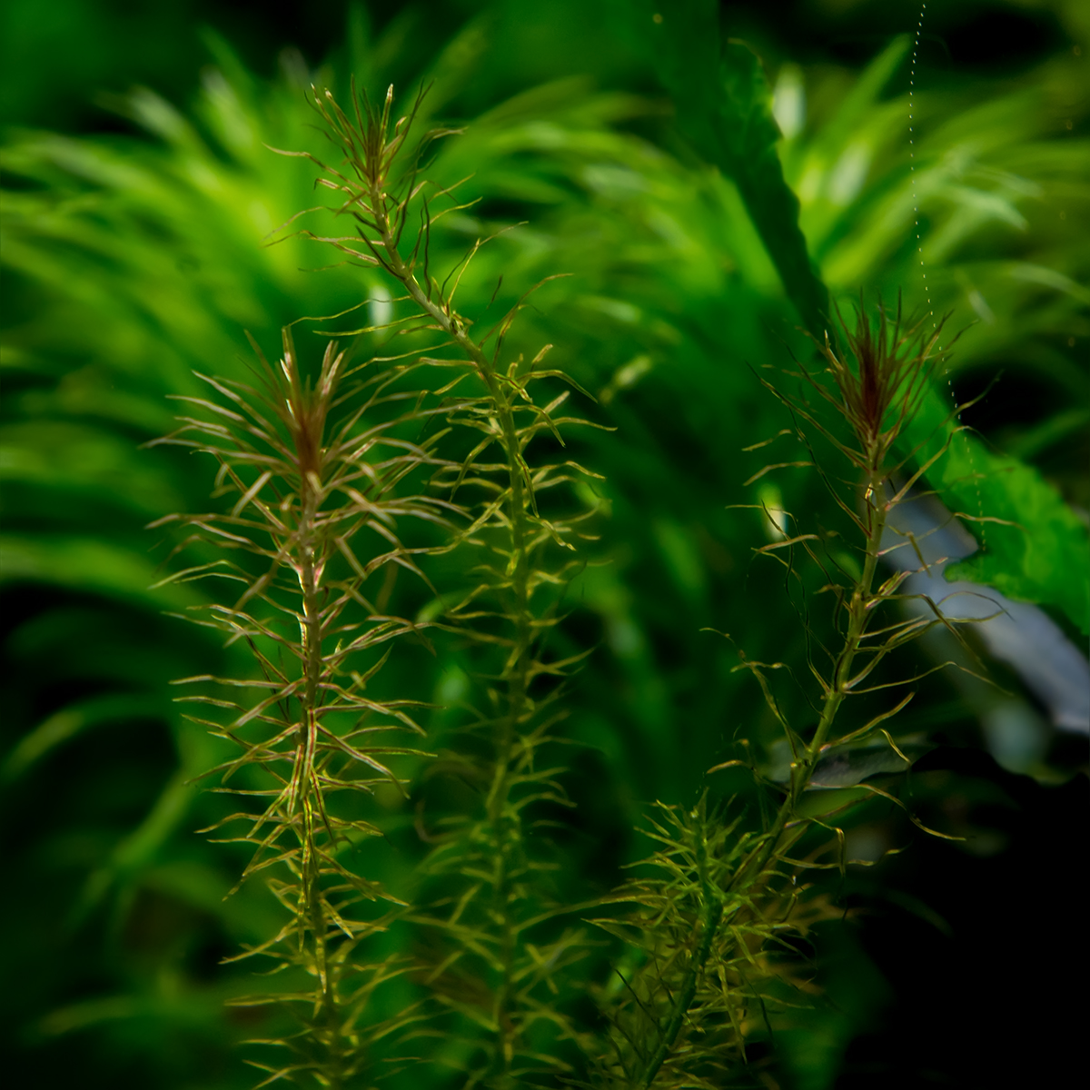 Mayaca sp.Santarém Red