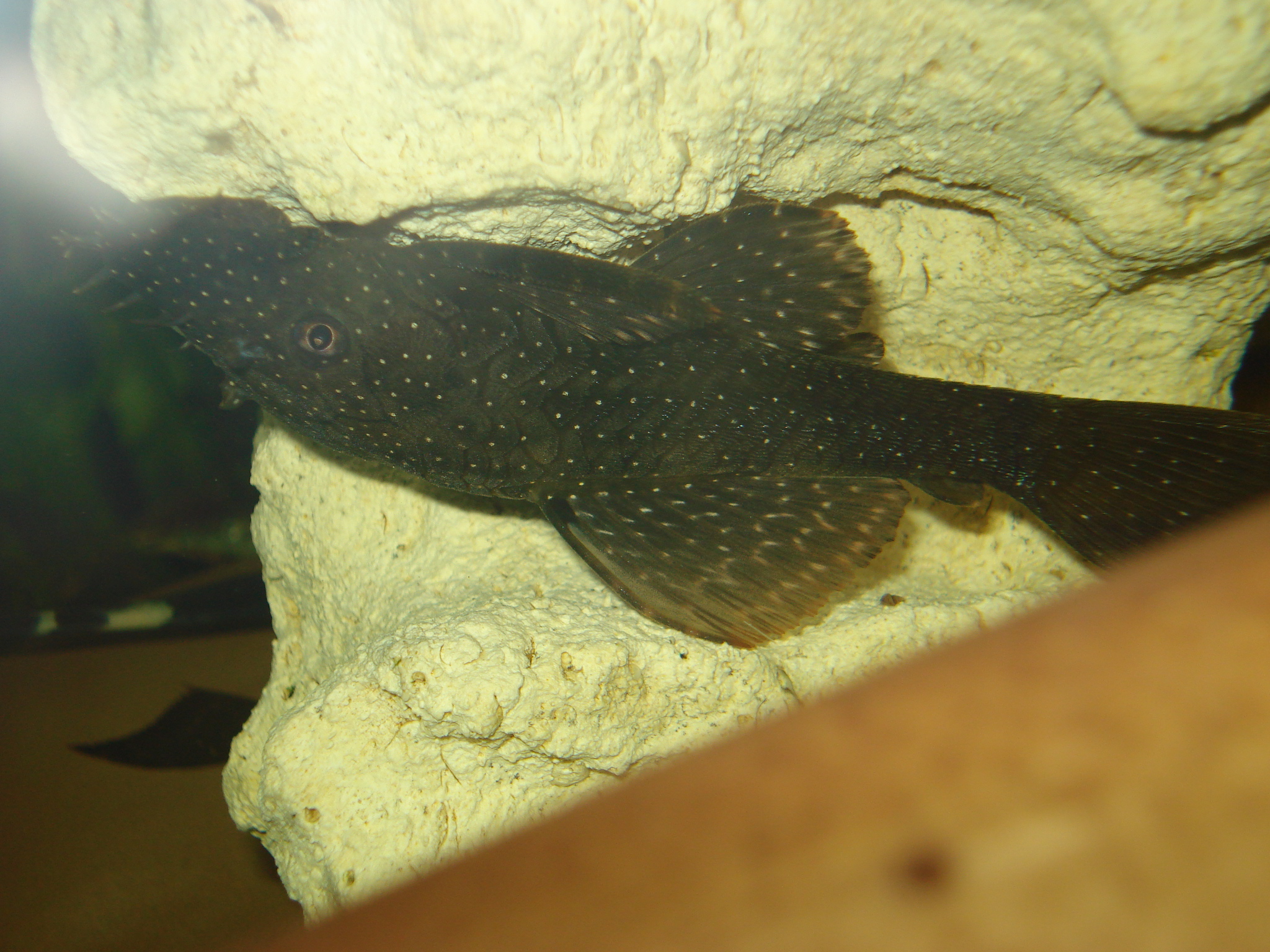 Ancistrus punctatus sp. L182