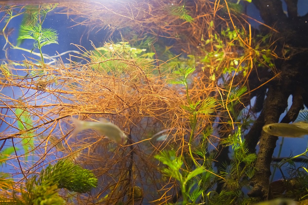 european biotope aquarium detail