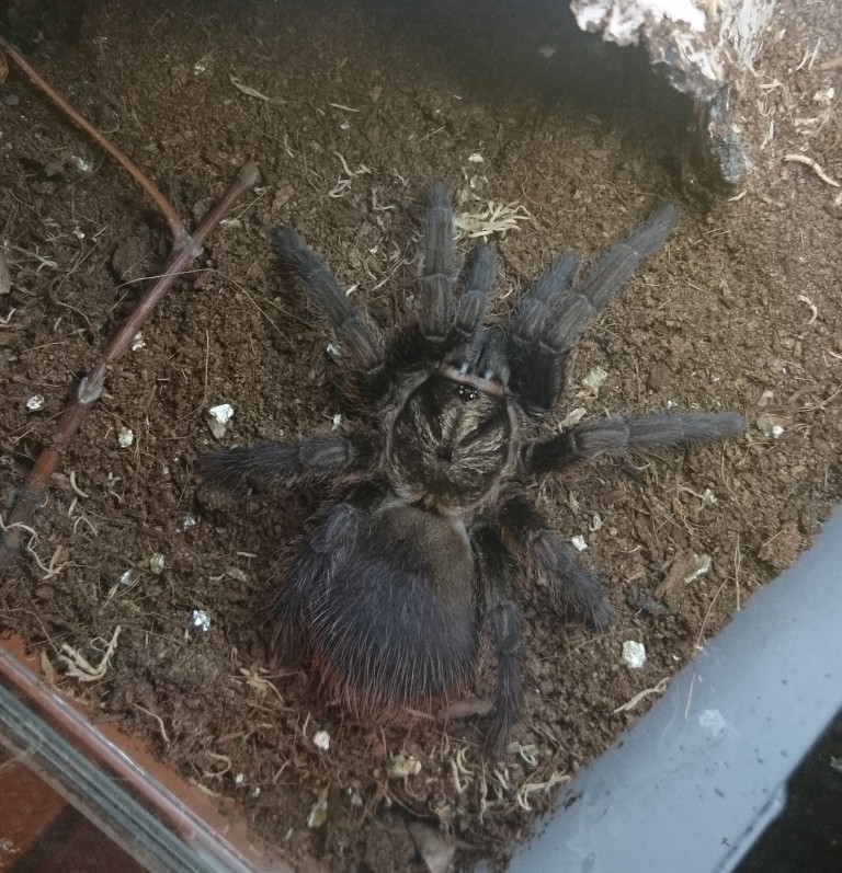 Phormictopus auratus (9 L) ♀