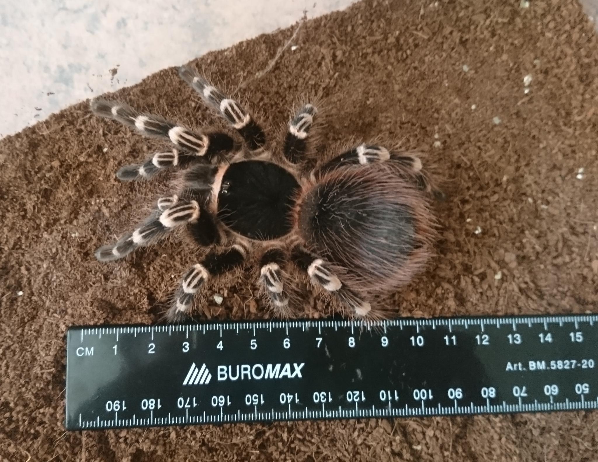 Acanthoscurria geniculata (12 L) ♀