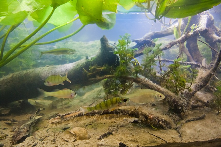 Houralnya lake biotope aquarium