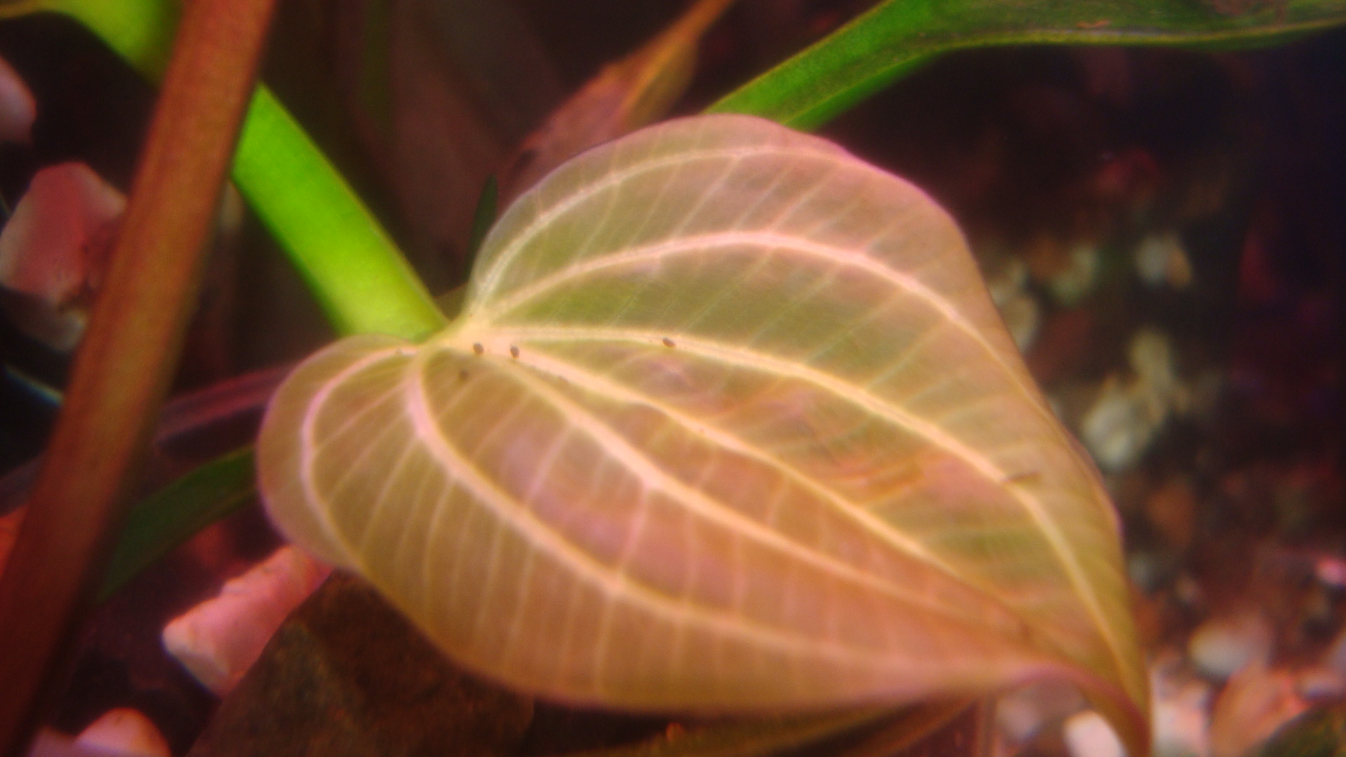 Echinodorus sp. Saturn Iguacu 2009 'Argentina' (3)