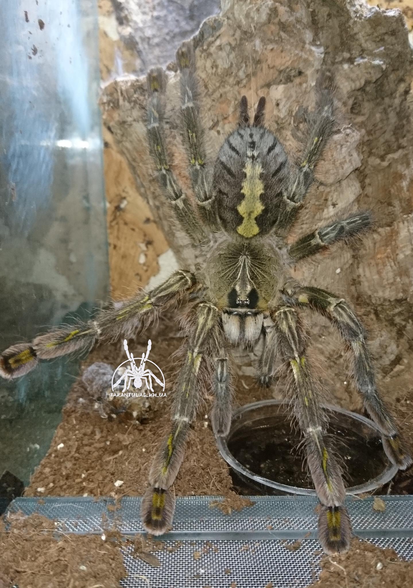 Poecilotheria rufilata (12 L) ♀