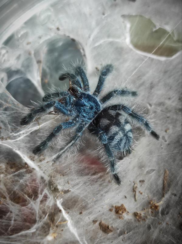 Caribena (Avicularia) versicolor L-4