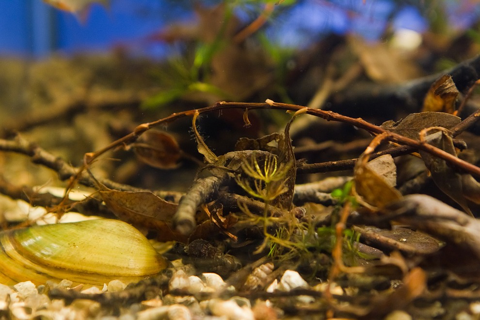 european biotope aquarium detail