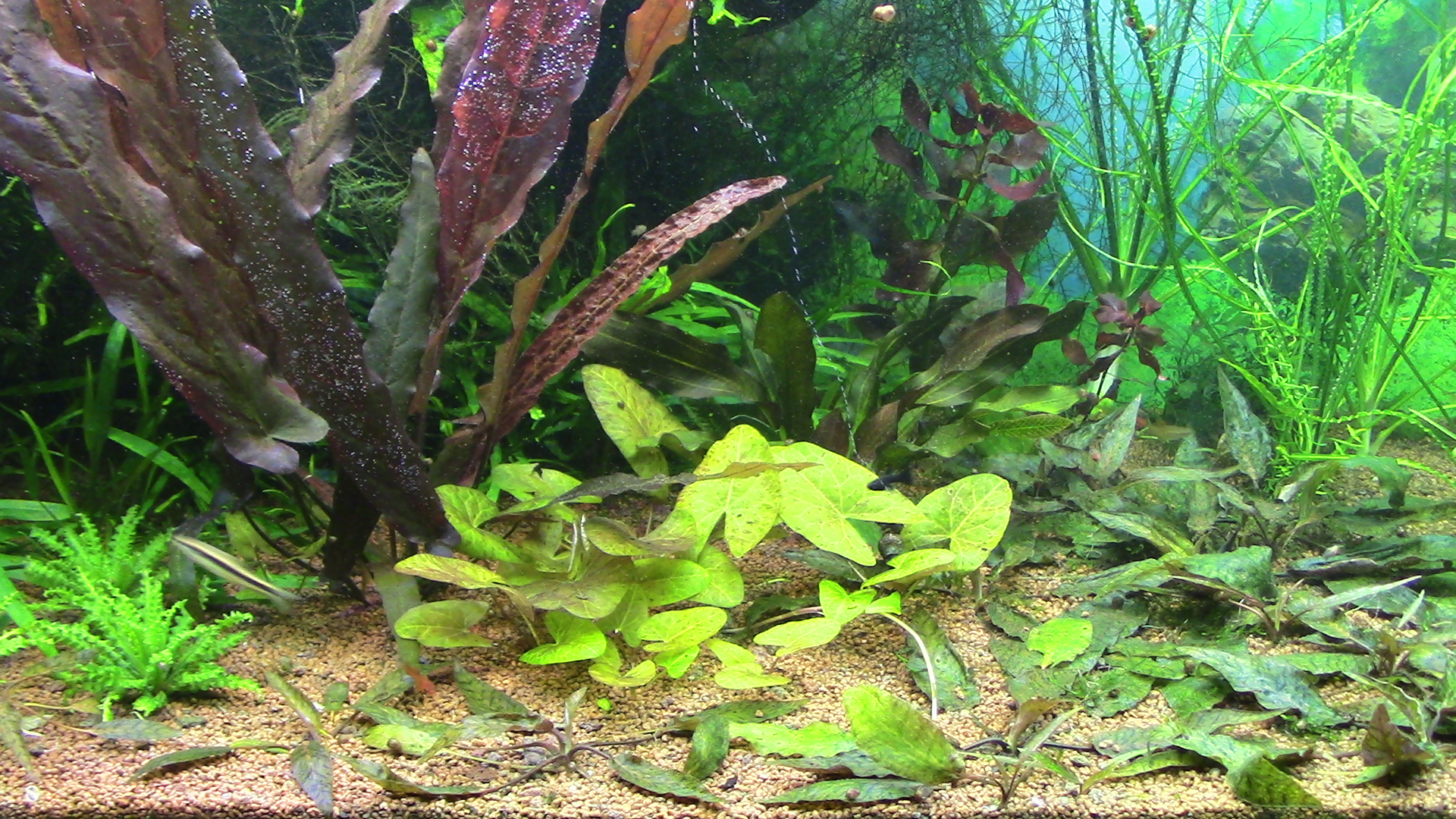 Nymphaea sp. Dwarf, Santarem