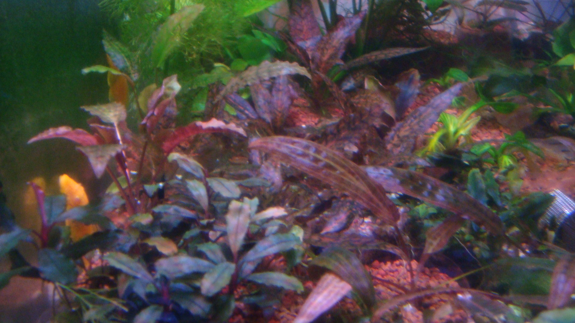 Bucephalandra sp. Batang kawa