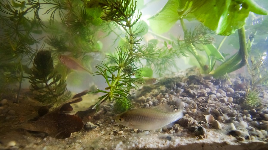 european river aqua biotope