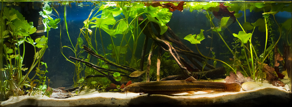 biotope aqua Huralnya Vinnytsia