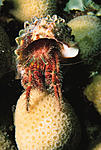 crab42