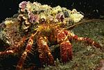 crab38