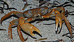 crab portrait big
