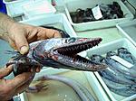 11Cunami fish