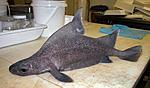 12Cunami fish