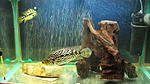 Jaguar Cichlid_ , 