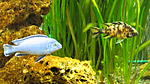 Pseudotropheus pindani, Aulonacara Multicolor