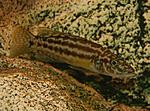 Lepidiolamprologus kendalli (nkambae)