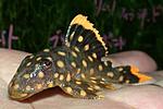 Baryancistrus L-177