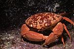 crab13