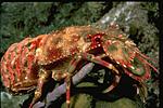 crab36