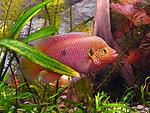 Hemichromis sp. Bangui - 