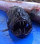08Cunami fish