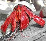 crab3 s