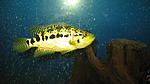 Jaguar Cichlid_