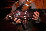 03Cunami fish
