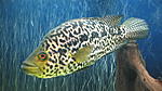 Jaguar Cichlid_  1