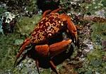crab8 s