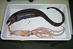 02Cunami fish