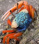 crab6 s