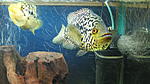 Jaguar Cichlid_ , 