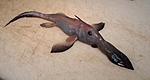 05Cunami fish