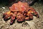 crab4 s