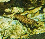 Synodontis petricola