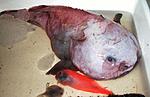 04Cunami fish