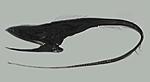 09Cunami fish