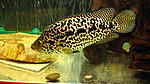 Jaguar Cichlid_ 