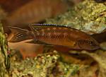 Neolamprologus buescheri, Kamakonde