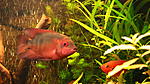 Cichlasoma Krassa, Hemichromis Bangui
