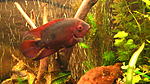 Cichlasoma Krassa, Hemichromis Bangui