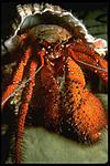 crab35