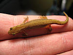    (Triturus Vulgaris)