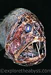 fish 03