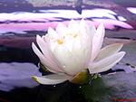 DSC00267
