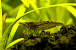 Neocaridina